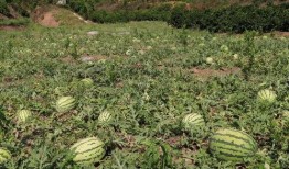 毛瓜没熟吃,揭秘成熟毛瓜的口感与营养