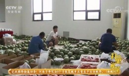 长春吃瓜老师,揭秘校园里的趣味故事与教育智慧