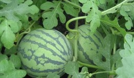 吃瓜闫小小,揭秘娱乐圈背后的故事