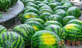 云南大学吃瓜,吃瓜群众的味蕾盛宴