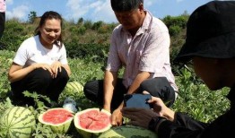 乡下吃瓜群众,揭秘乡村吃瓜群众的欢乐时光