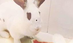 看兔吃瓜,揭秘动物界的趣味食事