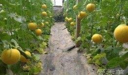 伊丽莎白瓜姨妈可以吃吗,健康美味，放心食用指南