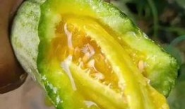 网红吃羊角瓜,美味与挑战并存！