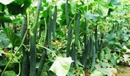 野外吃大瓜,大瓜美食之旅