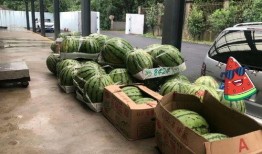 大学路上海吃瓜,探寻上海街头的小吃瓜乐园