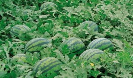 吃瓜蛇舌草,吃瓜者的健康守护神