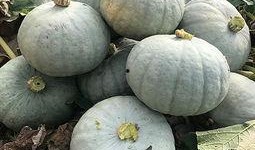 金丝绞瓜的瓜仔怎么吃