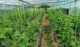 山建吃瓜,吃瓜群众揭秘校园热点事件