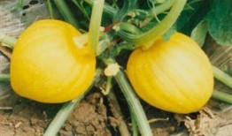 光瓜栗的瓜怎么吃