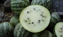 绿包瓜怎么吃,探索清新口感与营养价值的完美结合