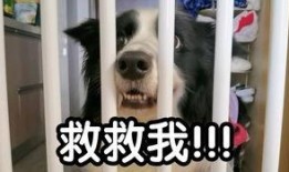 吃哈密瓜asmr,舌尖上的宁静之旅