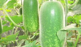 哪有瓜吃,探寻“哪有瓜吃”背后的生活智慧与趣味