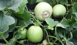 吃沙瓜视频,揭秘网红美食背后的秘密