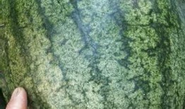 吃沙瓜视频,揭秘网红美食背后的秘密