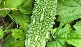 吃瓜蛇舌草,吃瓜者的健康守护神