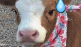 朝阳抖音吃瓜,揭秘网红圈背后的故事