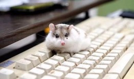 一只仓鼠可以吃四个瓜,绿色食育新风尚