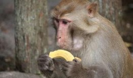 女子吃蜜瓜成猴子