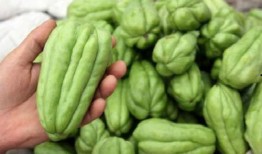 何时可以吃佛手瓜,佛手瓜的最佳食用时机揭秘
