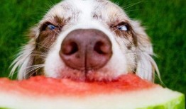 狗赛文吃瓜,瓜田里的美食探险记