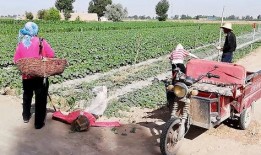 乡下吃瓜群众,揭秘乡村吃瓜群众的欢乐时光