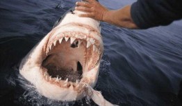 吃瓜鲨鱼图片高清,高清揭秘吃瓜鲨鱼的神秘世界