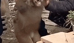 人吃瓜变猴子,揭秘人类与猴子的神秘联系