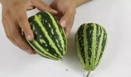 甜甜瓜吃瓜,揭秘瓜界新宠儿的魅力与故事