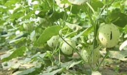 瓜州吃瓜事件最新消息新闻,最新进展揭秘，真相大白！