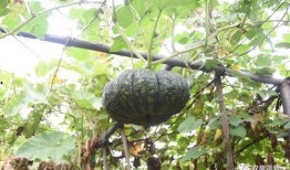 吃瓜群众快来花式吃瓜图片,跟随吃瓜群众一起领略视觉盛宴