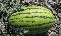 挖着吃的瓜,揭秘夏日消暑美食的奇妙之旅