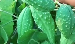 蒲子瓜怎么吃,探索美味与营养的完美结合