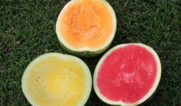 景泰甜瓤瓜怎么吃,景泰甜瓤瓜的多样食法探索